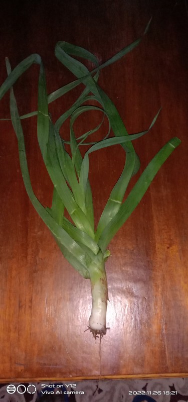 Leeks onion from Kenya