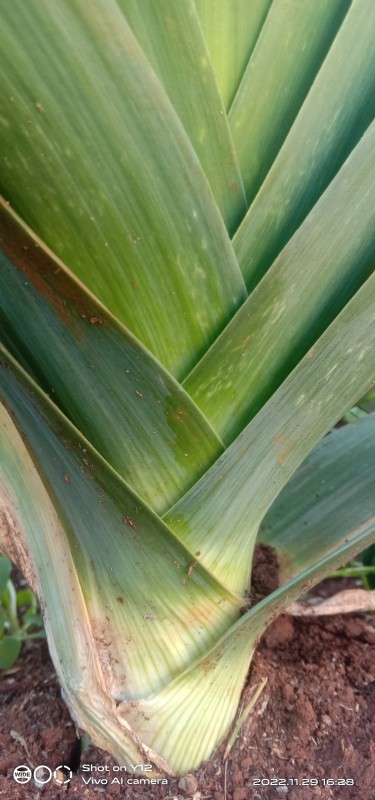 Leeks onion from Kenya