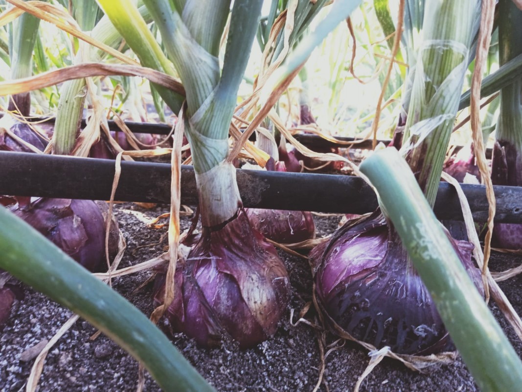 Red onion from Kenya