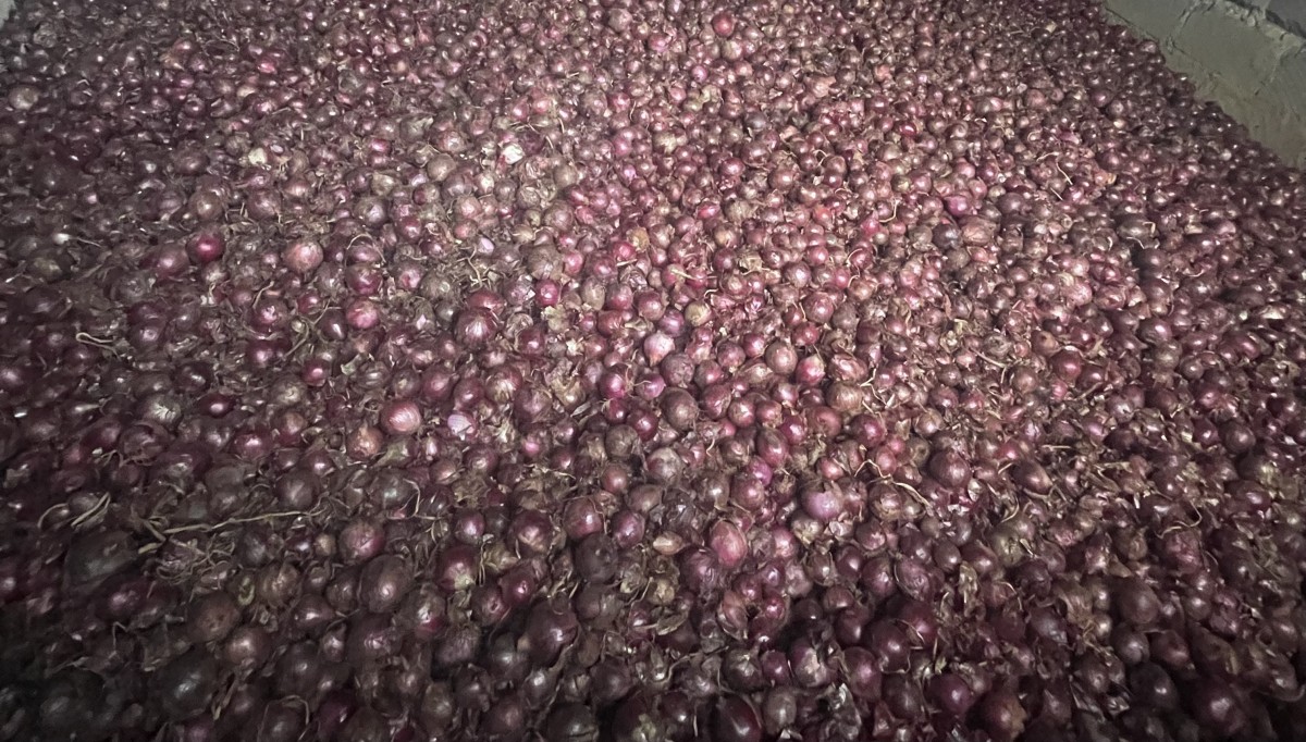 Onions SV red from Kenya
