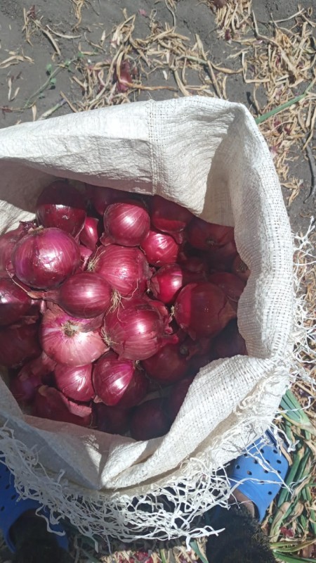 Red onion from Kenya