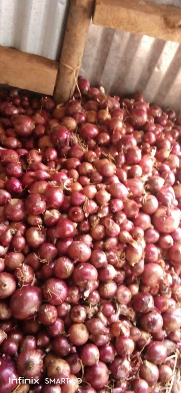 Onions from Kenya
