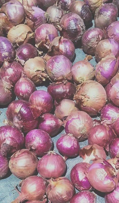 Onions from Kenya