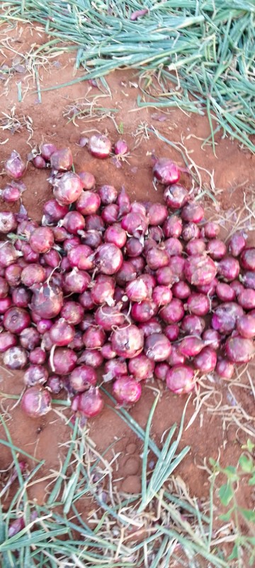 Francisco store and deliveries from Kenya