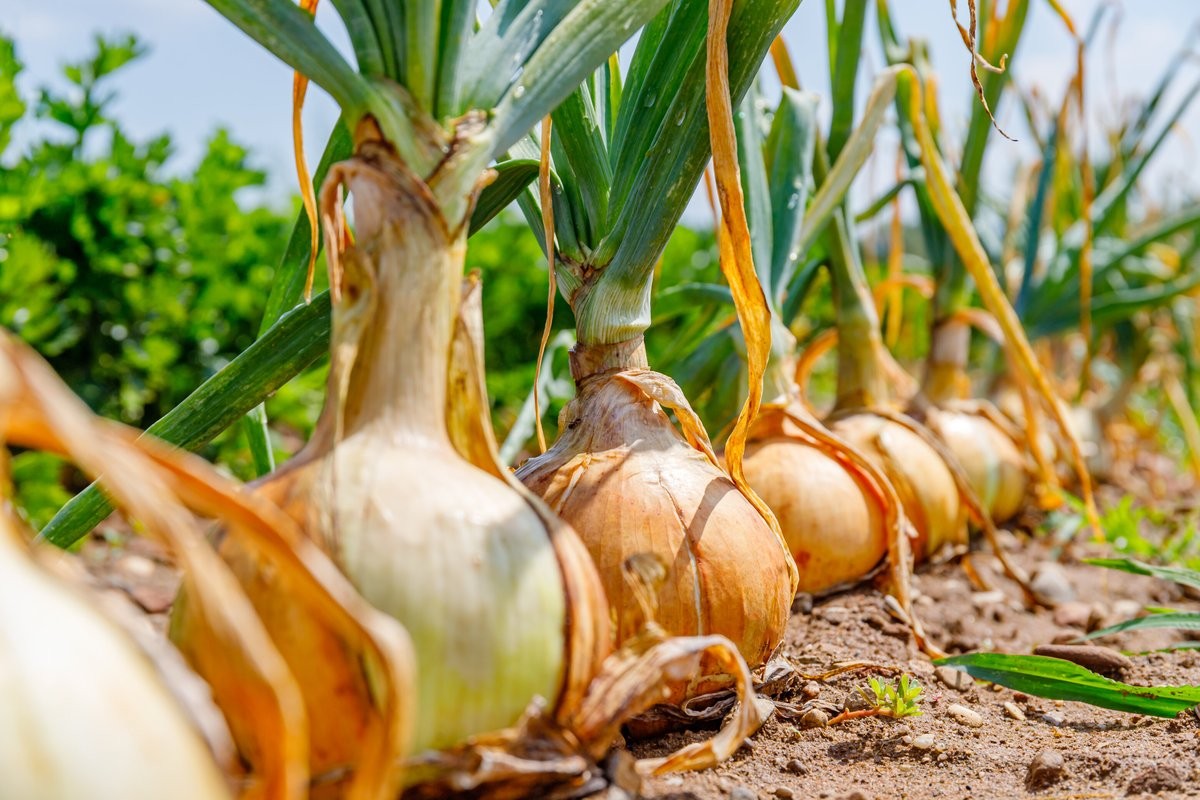 Onion from Kenya