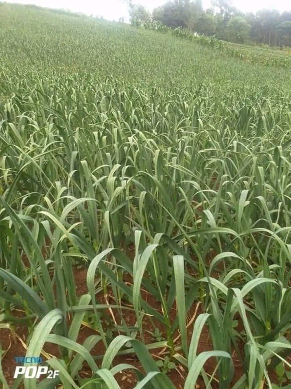 Fresh farm garlic from Kenya