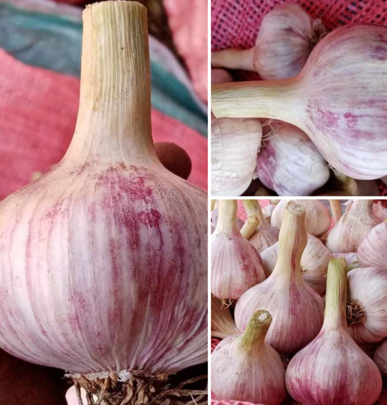 Garlic from Kenya