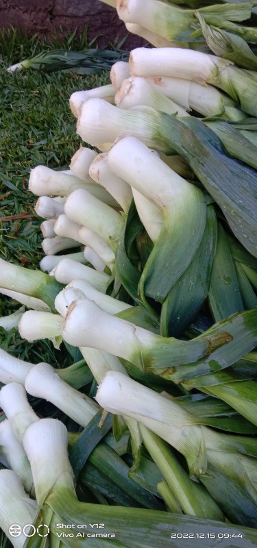 Leeks from Kenya