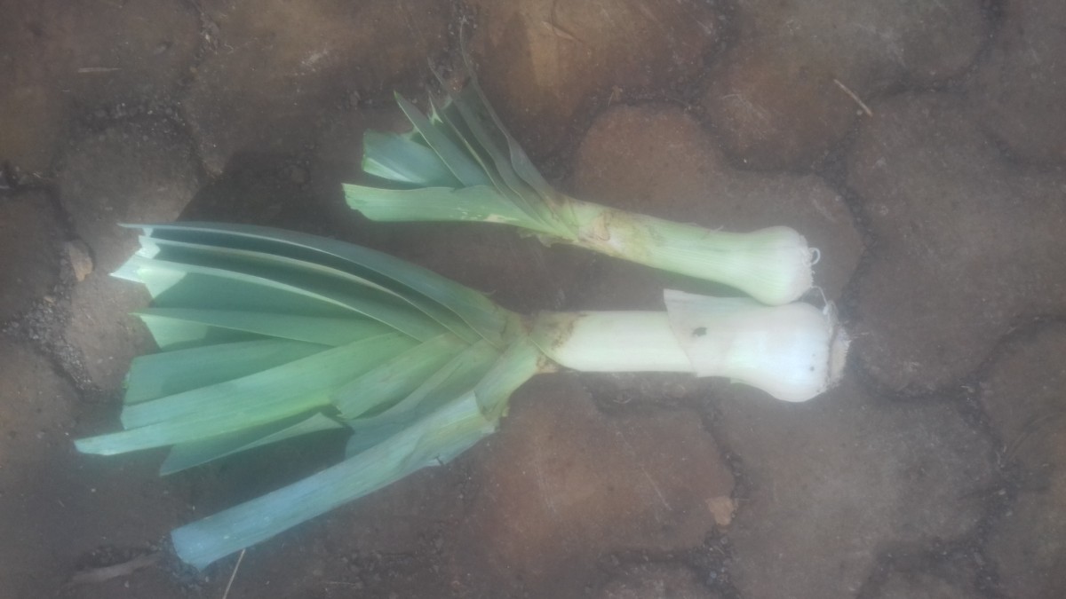 Leek from Kenya