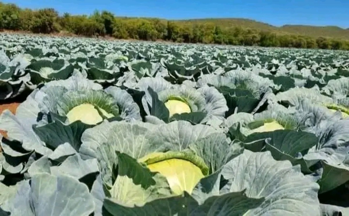 Cabbage from Kenya