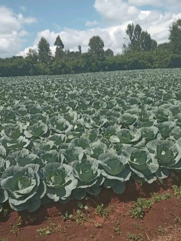 Cabbage from Kenya