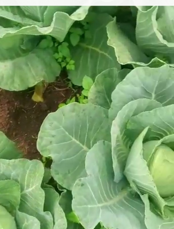 Cabbages from Kenya