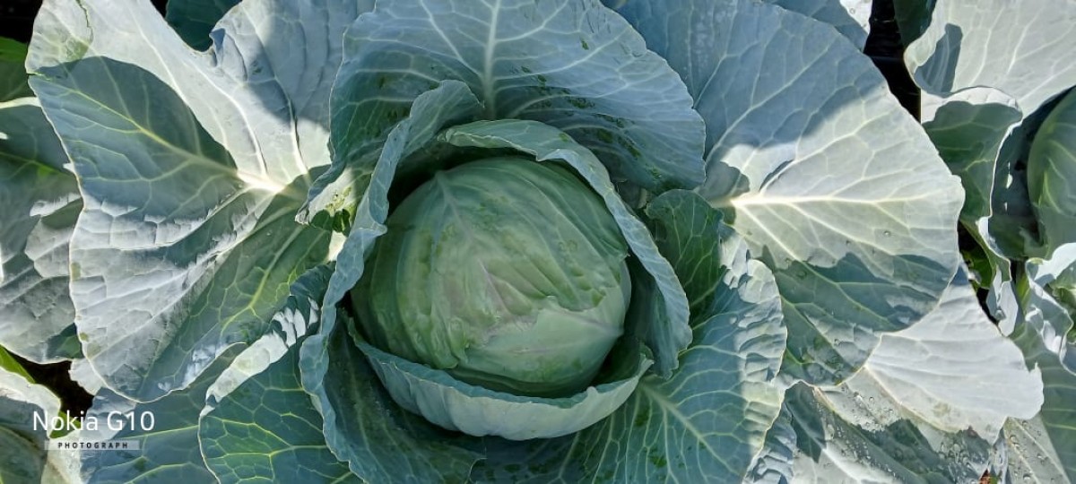 Cabbages Gloria F1 from Kenya