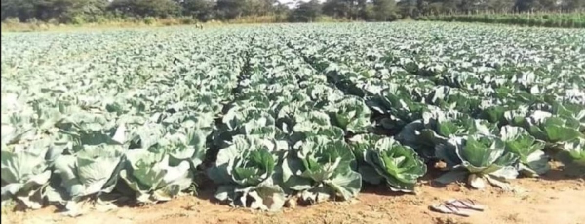 Cabbage from Kenya