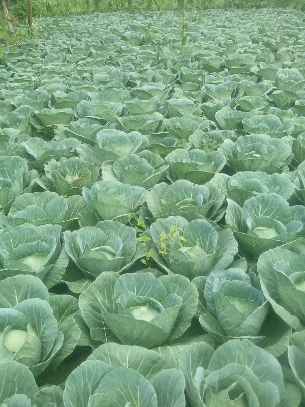F1 Green cabbages for sale from Kenya