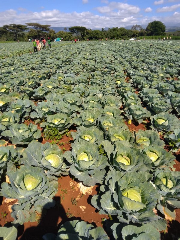 Gloria f1 cabbages from Kenya