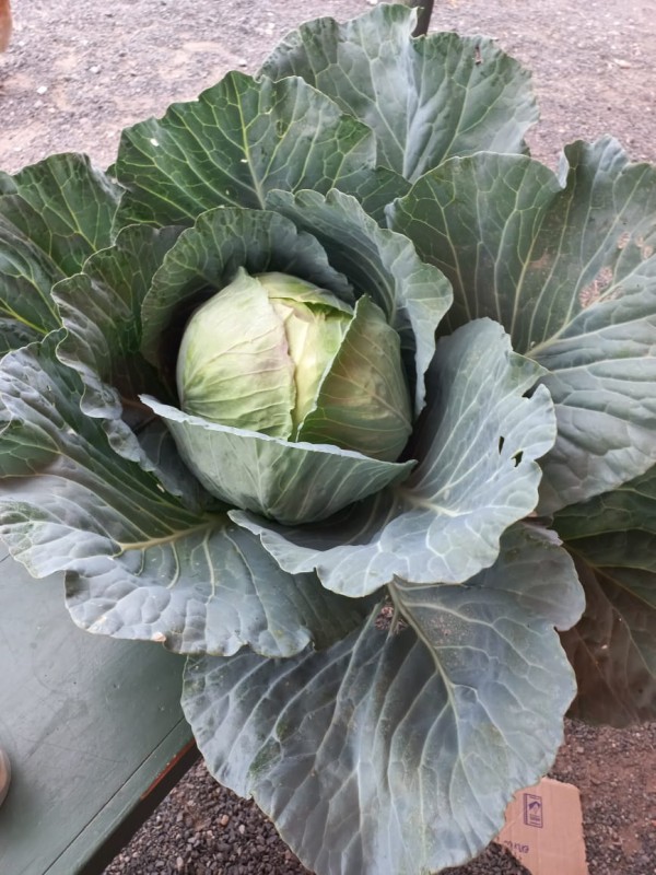 Cabbage from Kenya