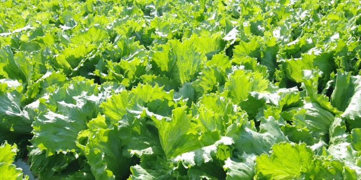 Lettuce from Kenya