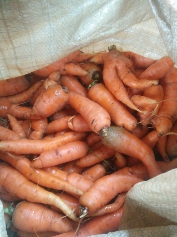 Fresh Organic Carrots from Kenya