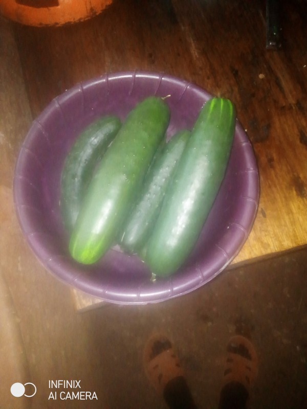 Cucumber from Kenya