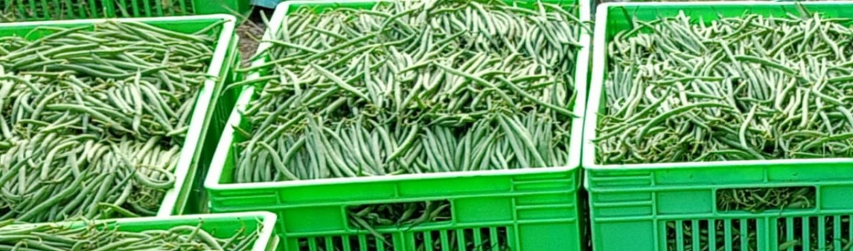French Beans or Fresh Beans from Kenya