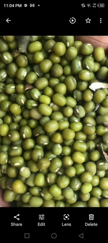 Mung Beans from Kenya