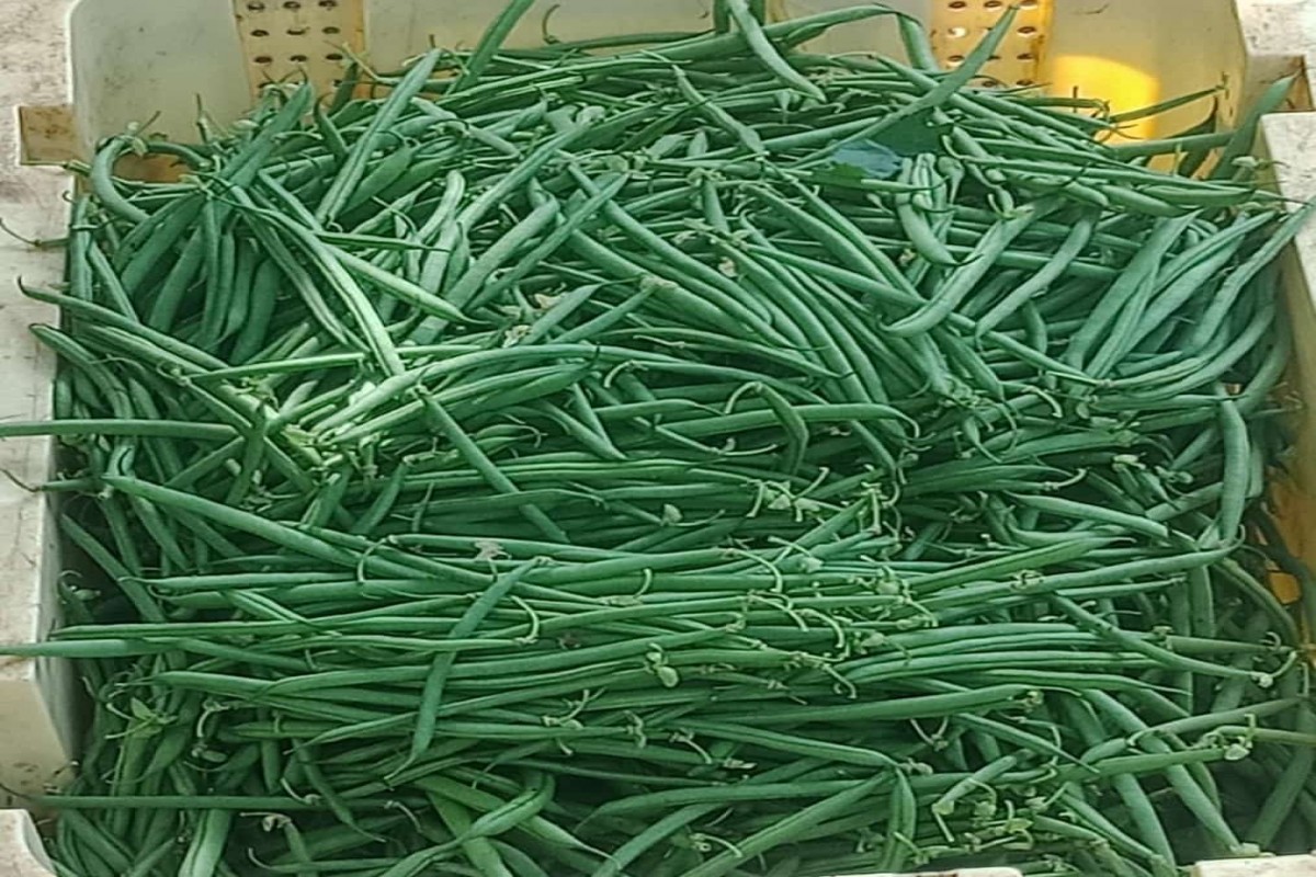 French beans from Kenya