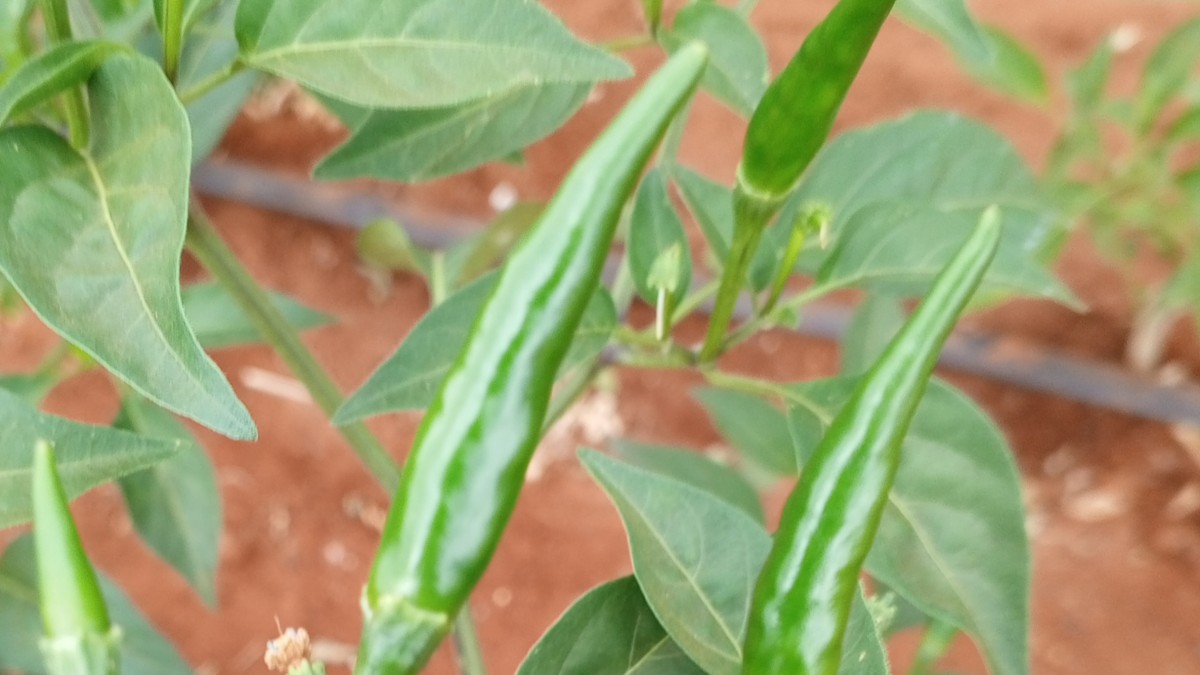 Demon Chilli from Kenya