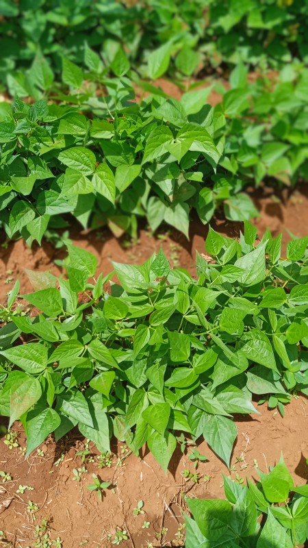 French beans from Kenya