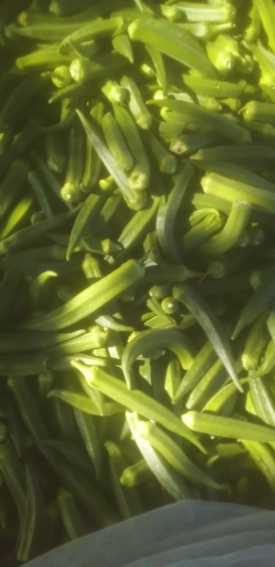 Okra vegetable from Kenya