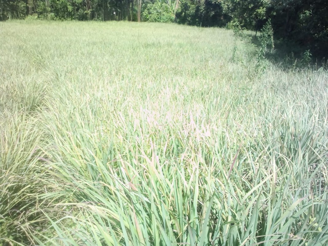 Organically Grown Lemongrass from Kenya