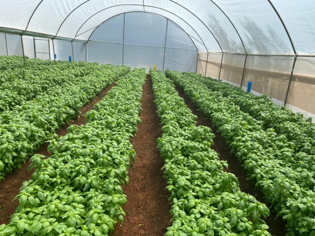 Kenyan fresh basil from Kenya