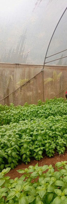 Green basil from Kenya