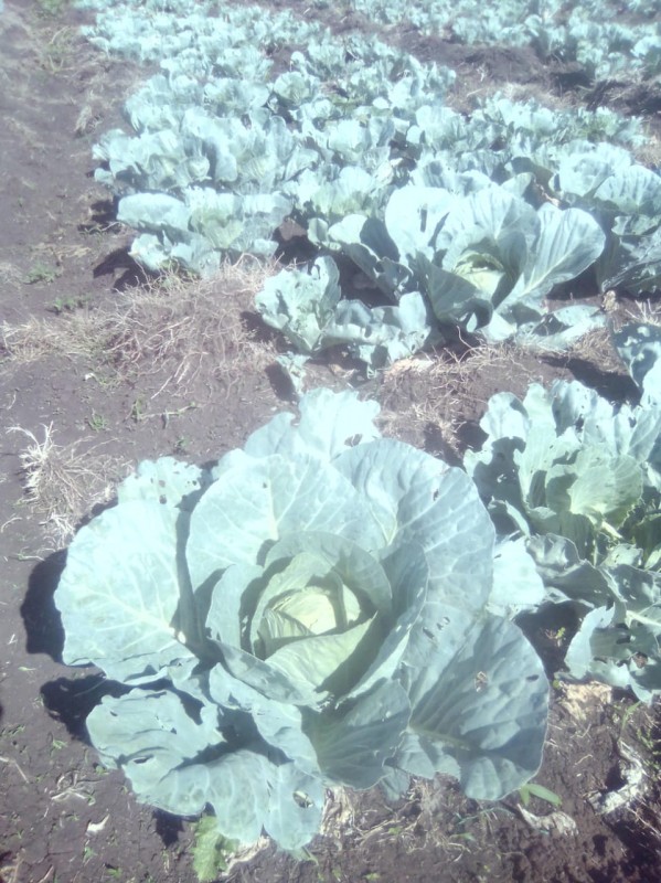 Cabbages from Kenya