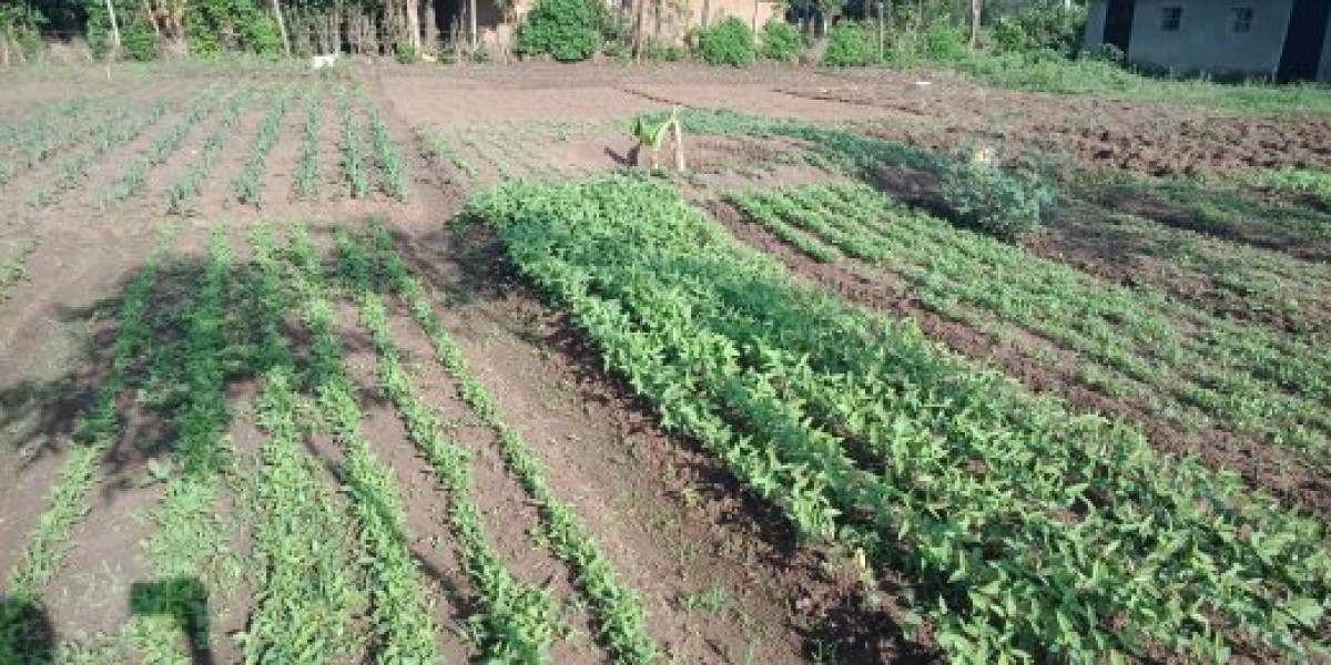 cowpeas leaves from Kenya