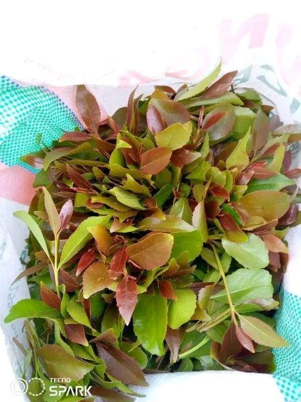 Muguka (khat) from Kenya