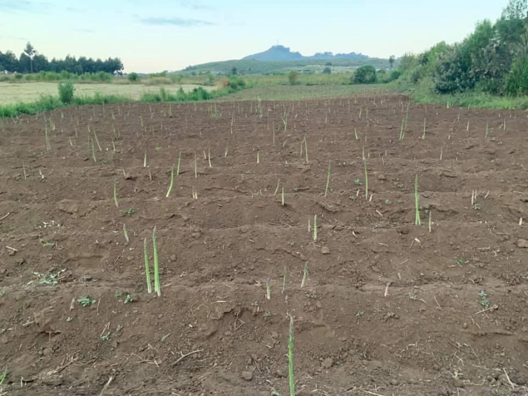 Asparagus from Kenya