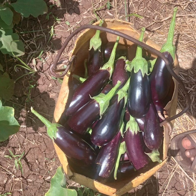 Eggplant 🍆 from Kenya
