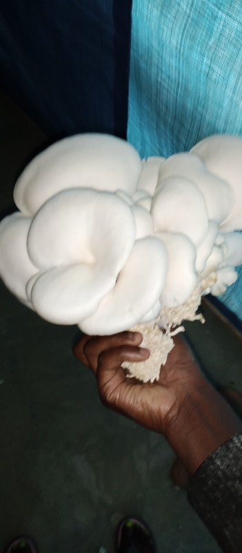 Oyster Mushrooms from Kenya