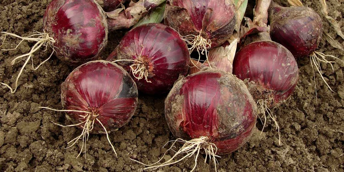 Red Onions from Kenya