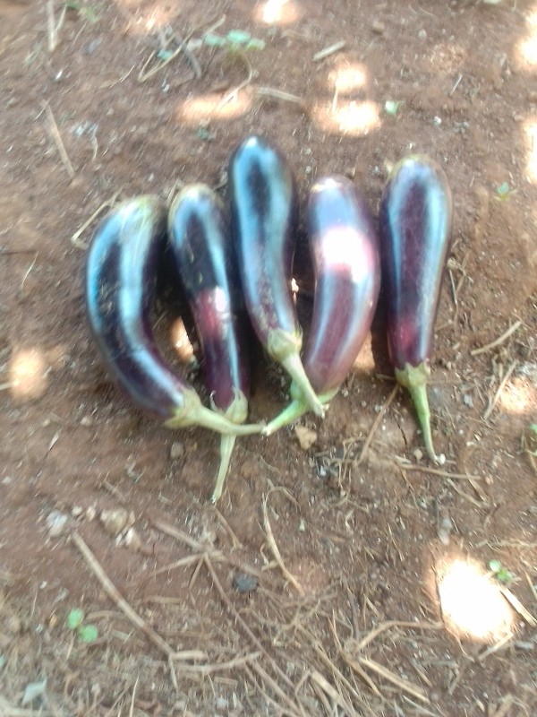 Eggplant from Kenya