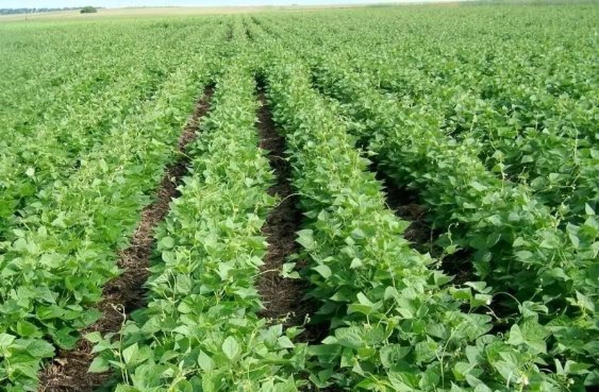 Samantha French Beans Ready for Harvest, Feb 2025 from Kenya