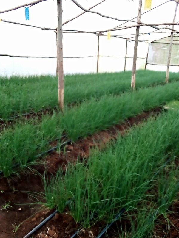 Chives from Kenya