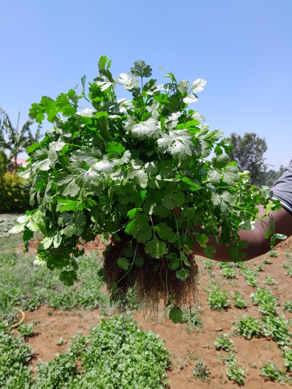 Coriander from Kenya