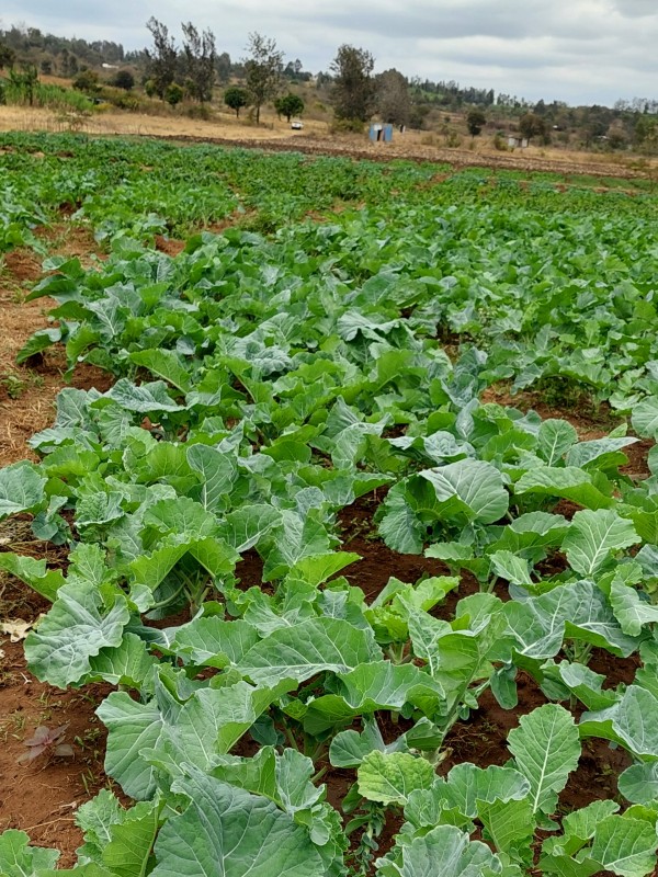 Kale (Sukuma Wiki) from Kenya