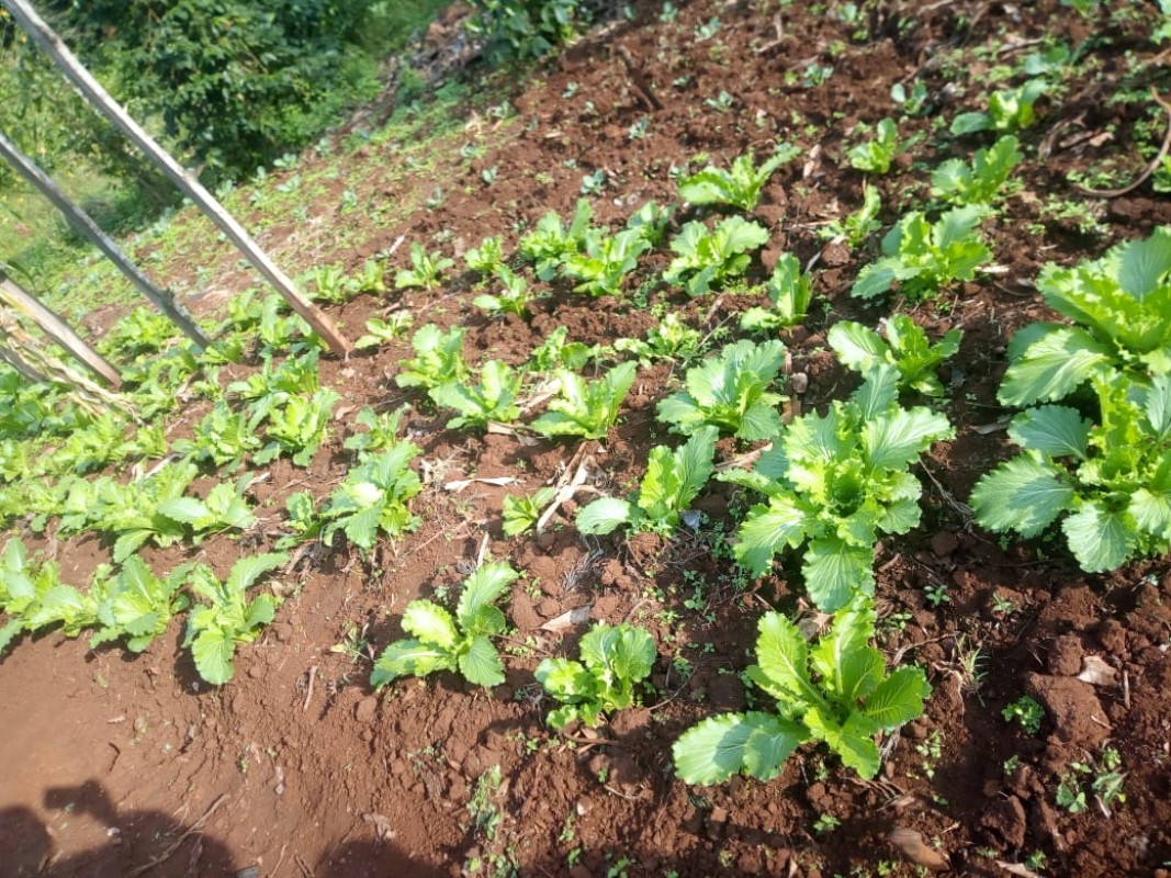 CHINESE CABBAGE from Kenya