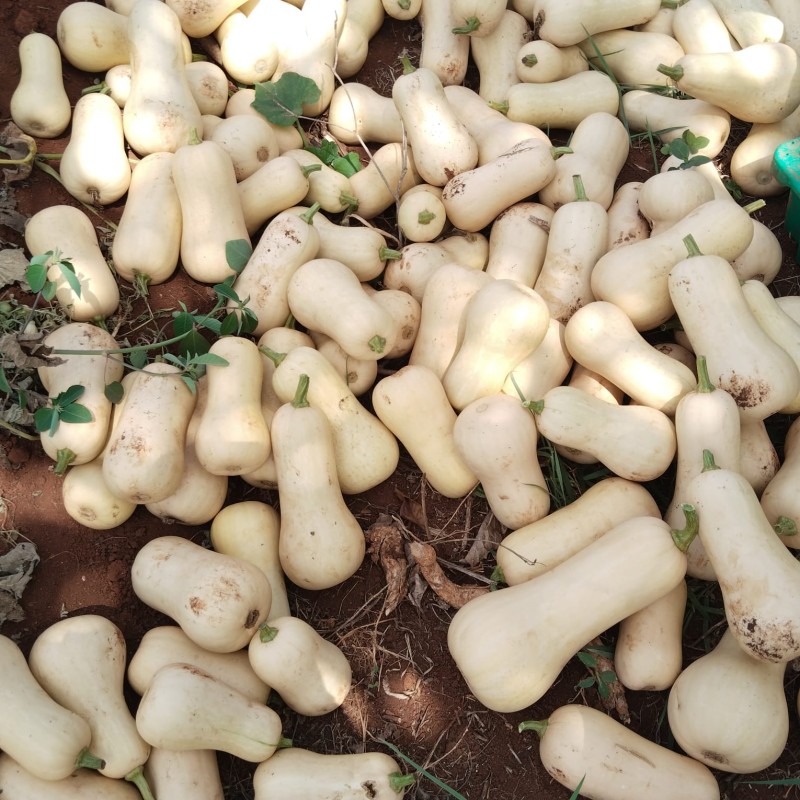 Butternut Squash from Kenya