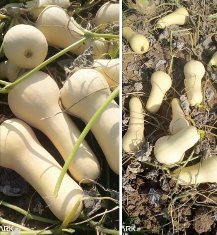 Abóboras Butternut from Quénia