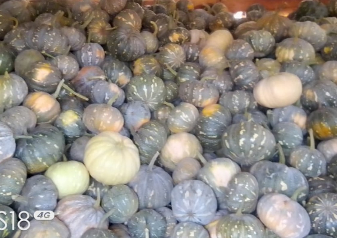 Fresh pumpkins from Kenya