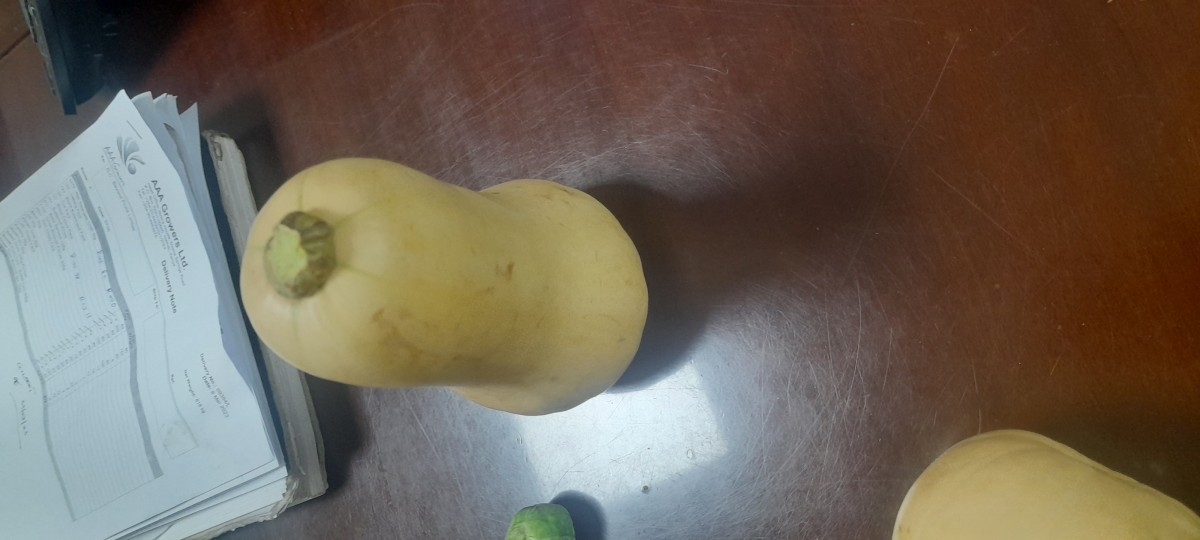 Squash butternuts from Kenya